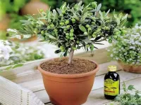 الجمال والصحة